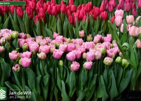 Tulipa Cairns ® (1)